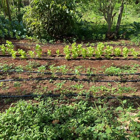 Tzucaceb Encantadora Villa Maya Tradicional En Rancho Agroecologico מראה חיצוני תמונה